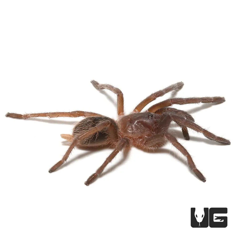 20223 healthy tarantula