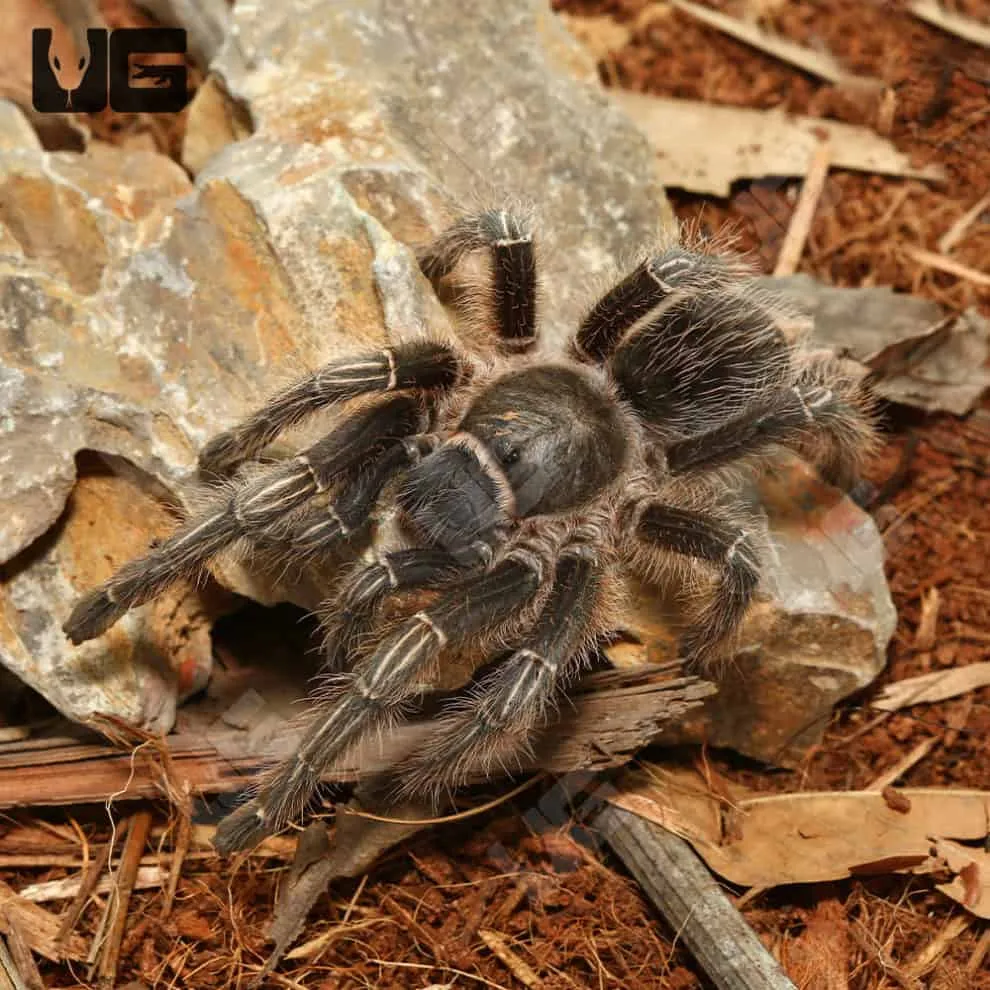 20223 tarantula molting