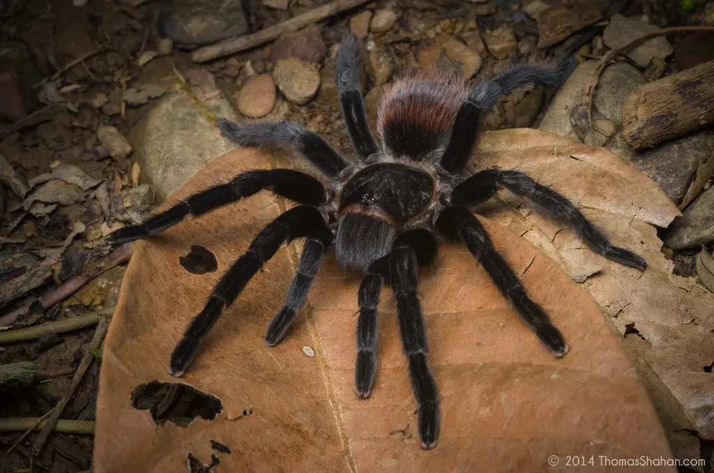 20224 red rump tarantula coloration