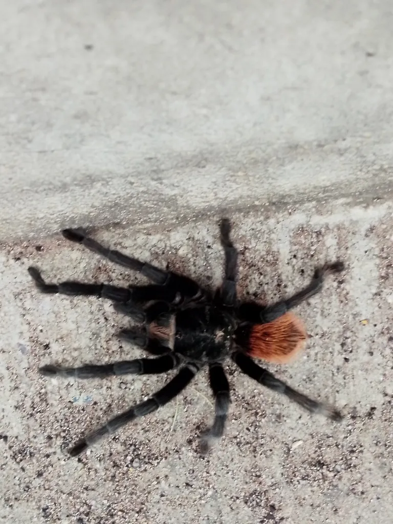 20224 red rump tarantula enclosure