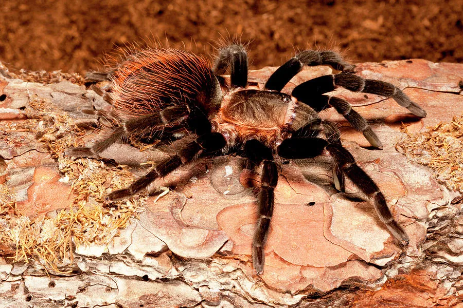 20224 red rump tarantula feeding