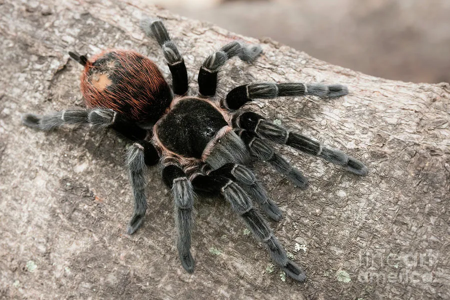 20224 red rump tarantula handling