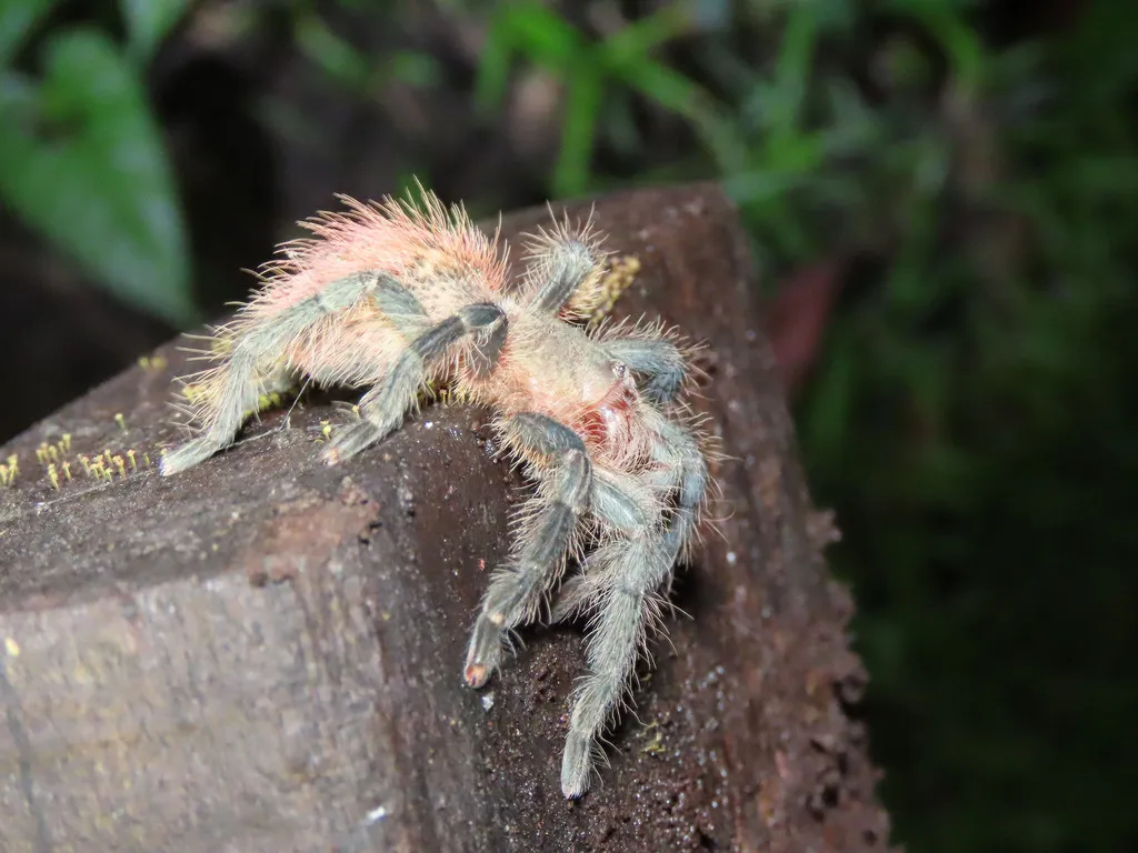 /img/20224-red-rump-tarantula-health.webp