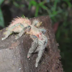 /img/20224-red-rump-tarantula-health.webp