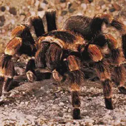 /img/20225-tarantula-respiratory-health.webp