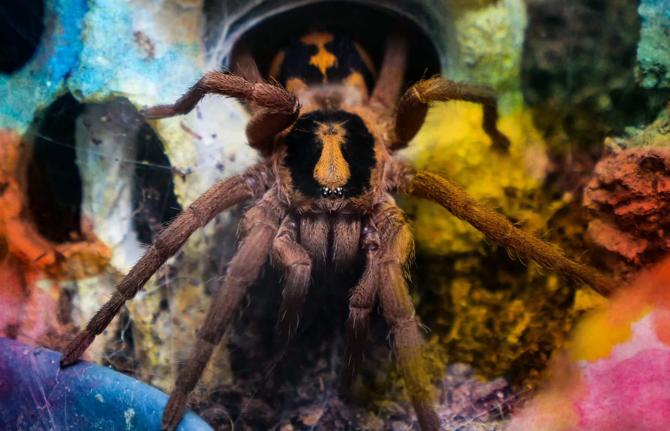 20227 tarantula shop uk feeding