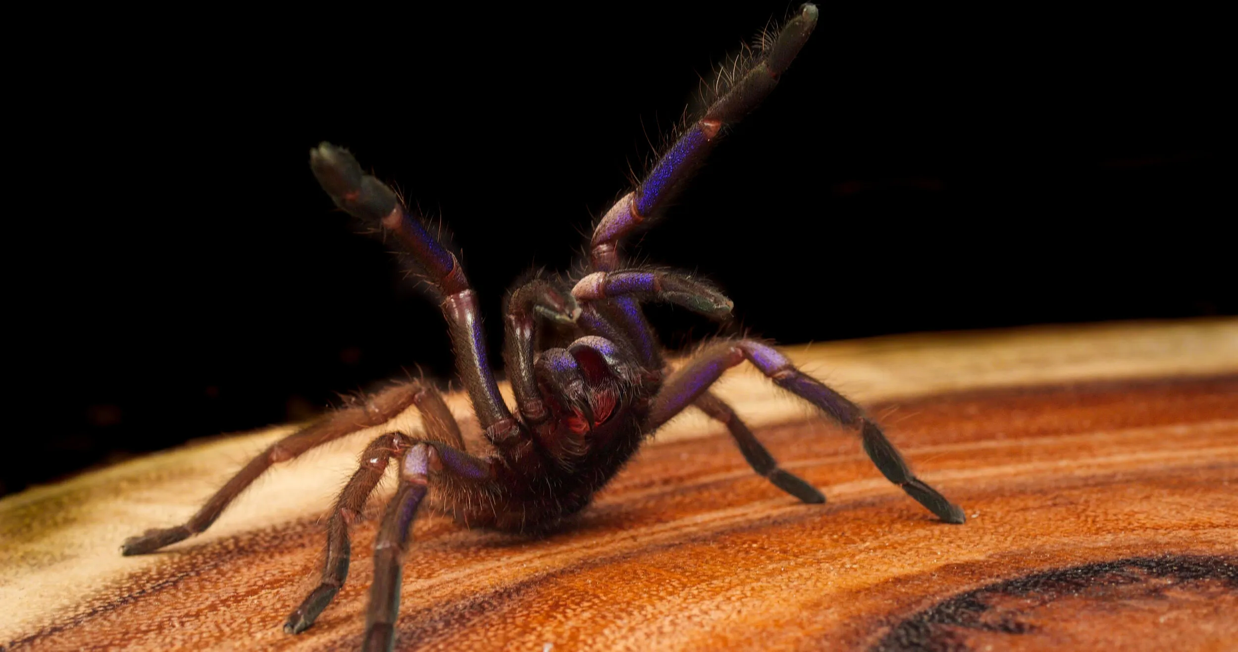 /img/20227-tarantula-shop-uk-support.webp