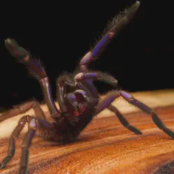 /img/20227-tarantula-shop-uk-support.webp