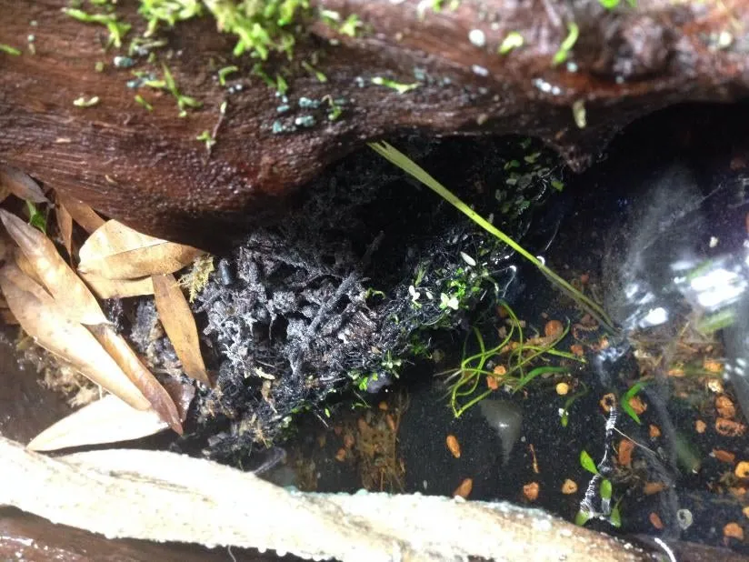 20232 dehumidifier tarantula