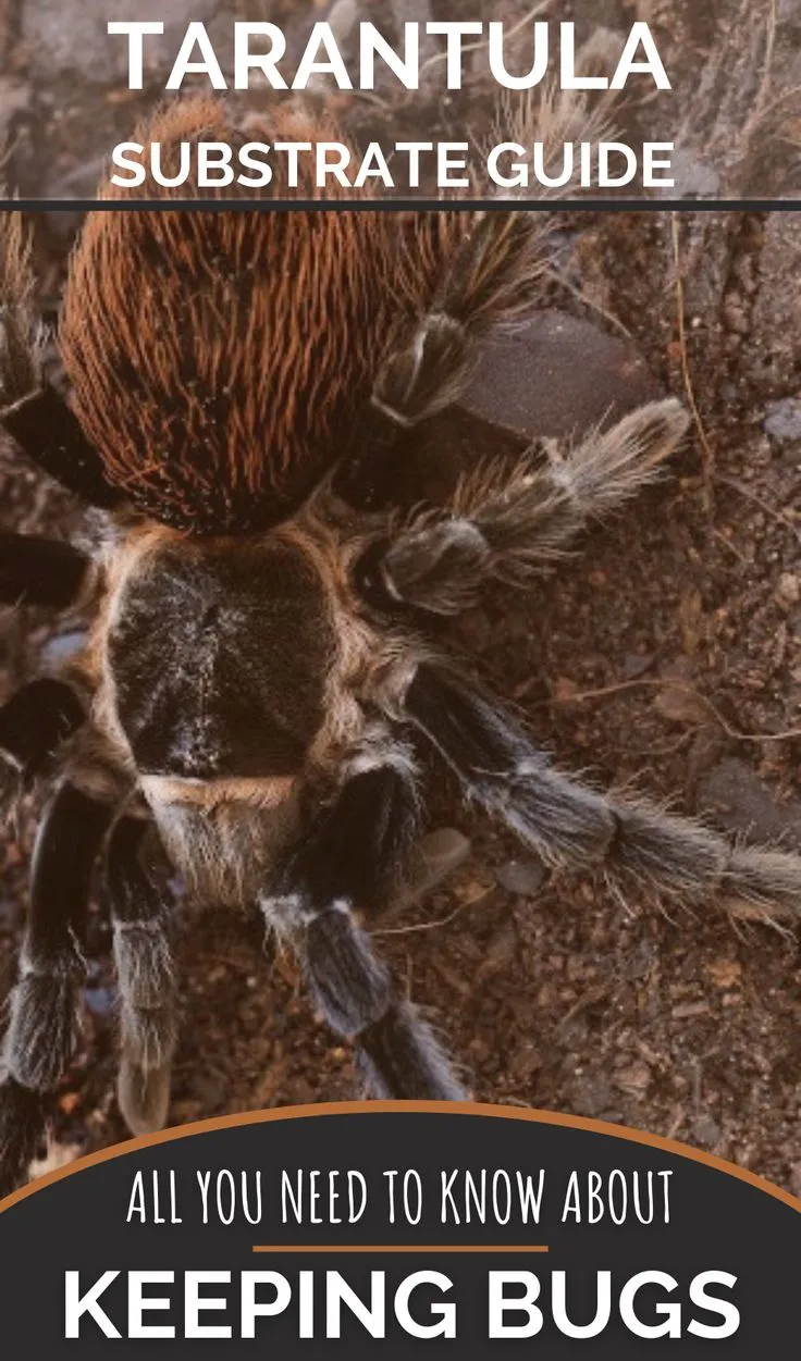 20232 overwatering tarantula
