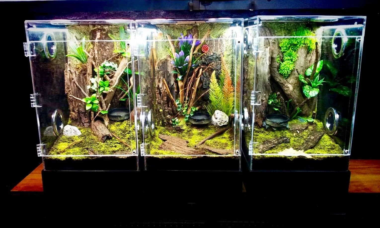 20233 feeding tarantula