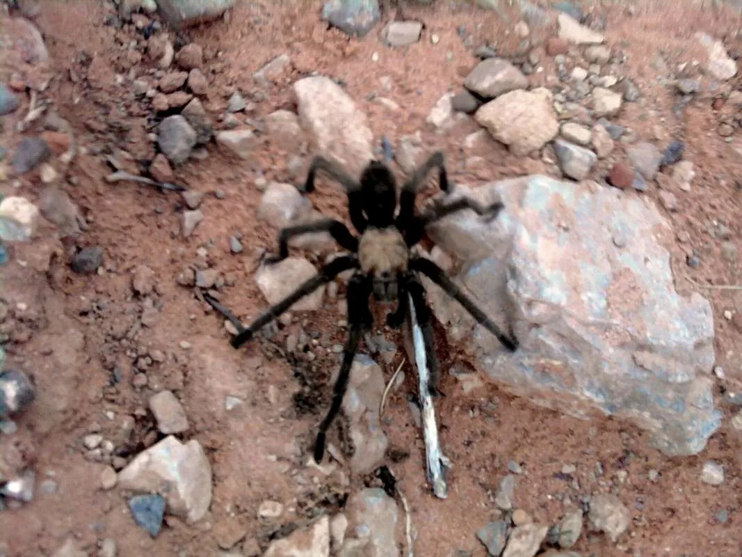 /img/20234-tarantula-mountain-bike-rider.webp