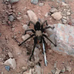 /img/20234-tarantula-mountain-bike-rider.webp