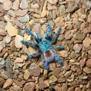 20235 tarantula sling enclosure