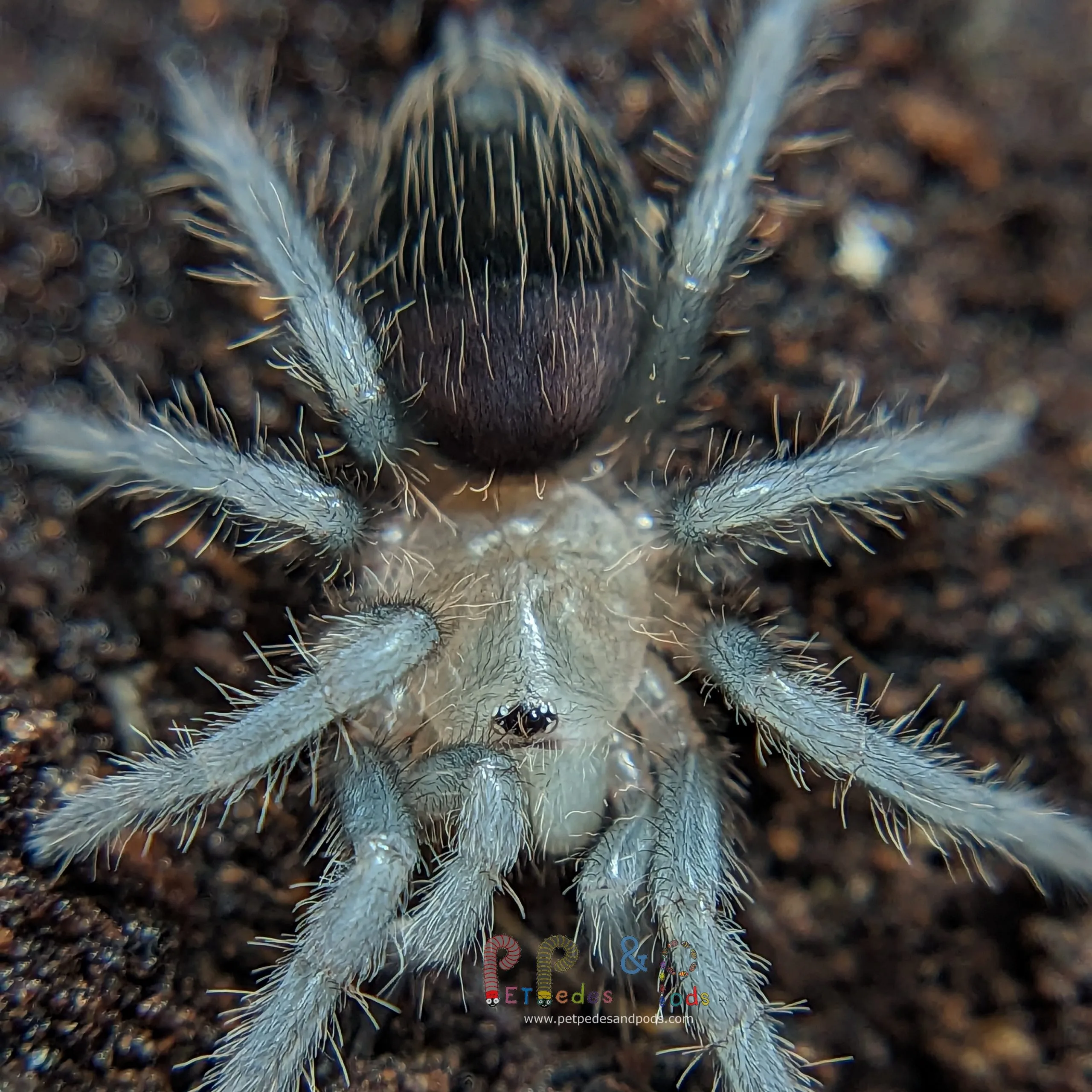 20235 tarantula sling feeding