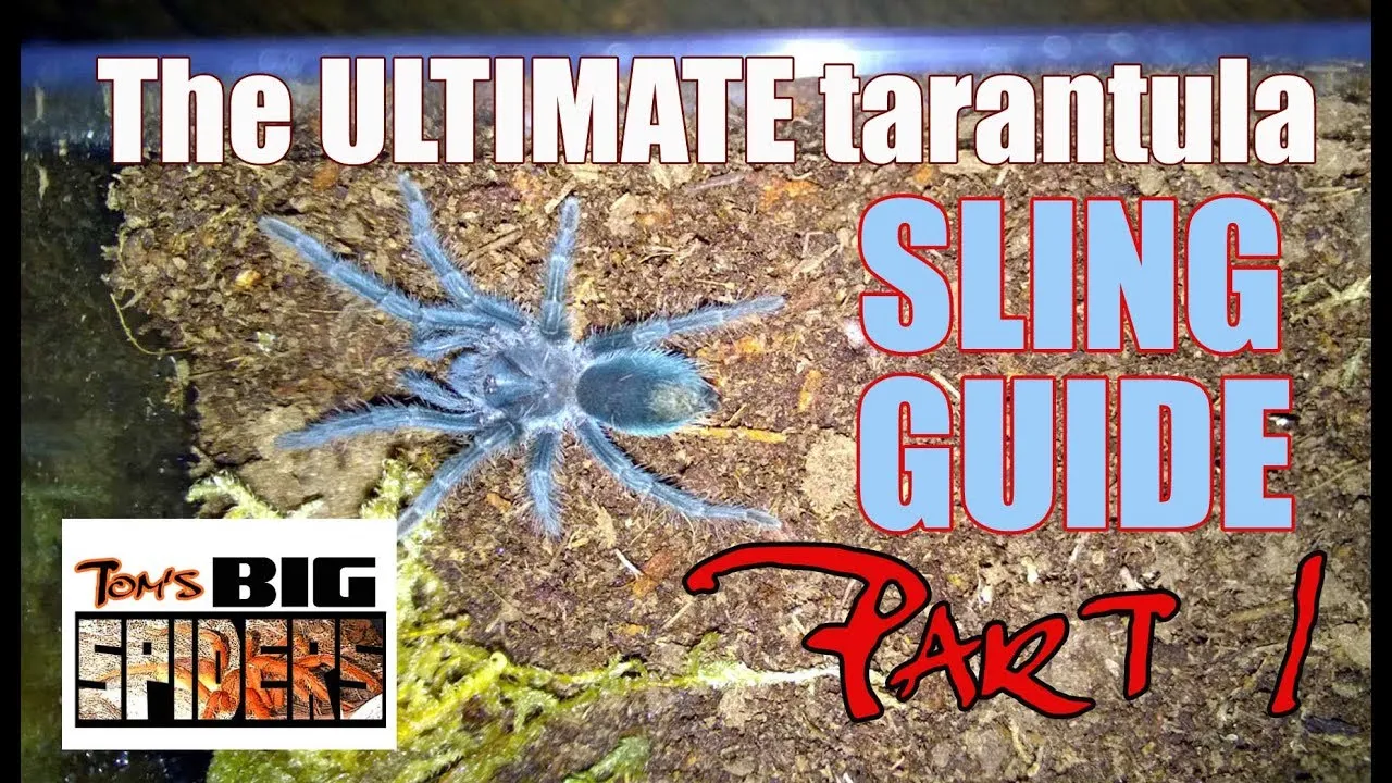 20235 tarantula sling measurement