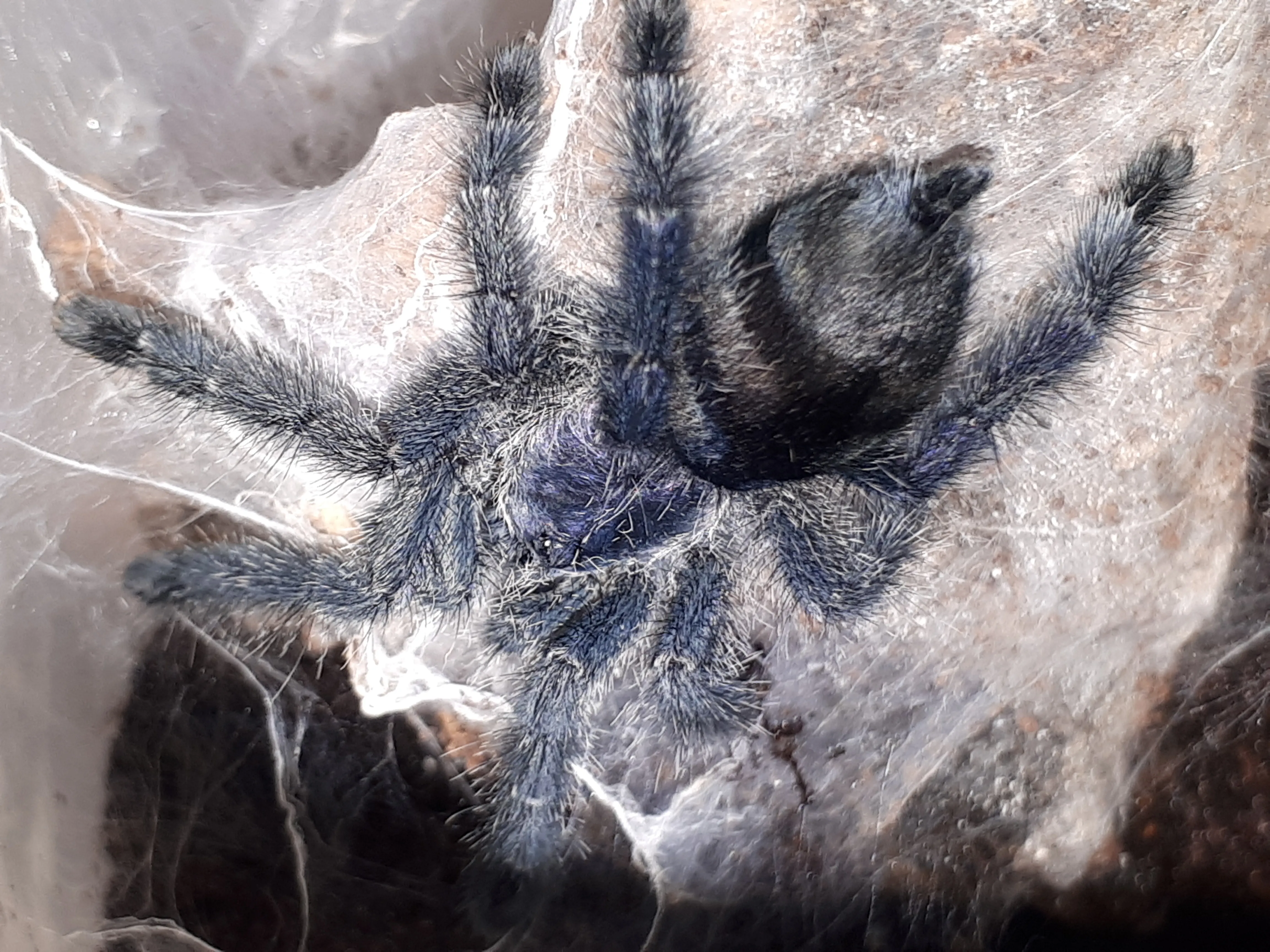 20235 tarantula sling molting