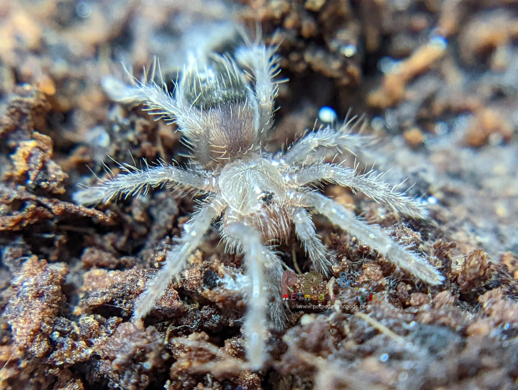 20235 tarantula sling species