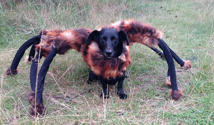 20239 dog tarantula costume design