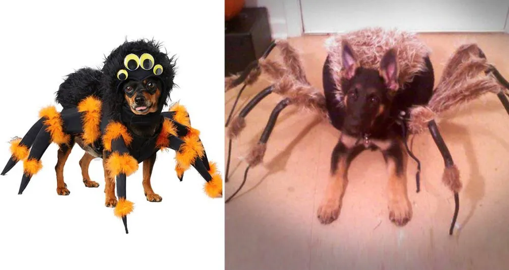 20239 dog tarantula costume small dog