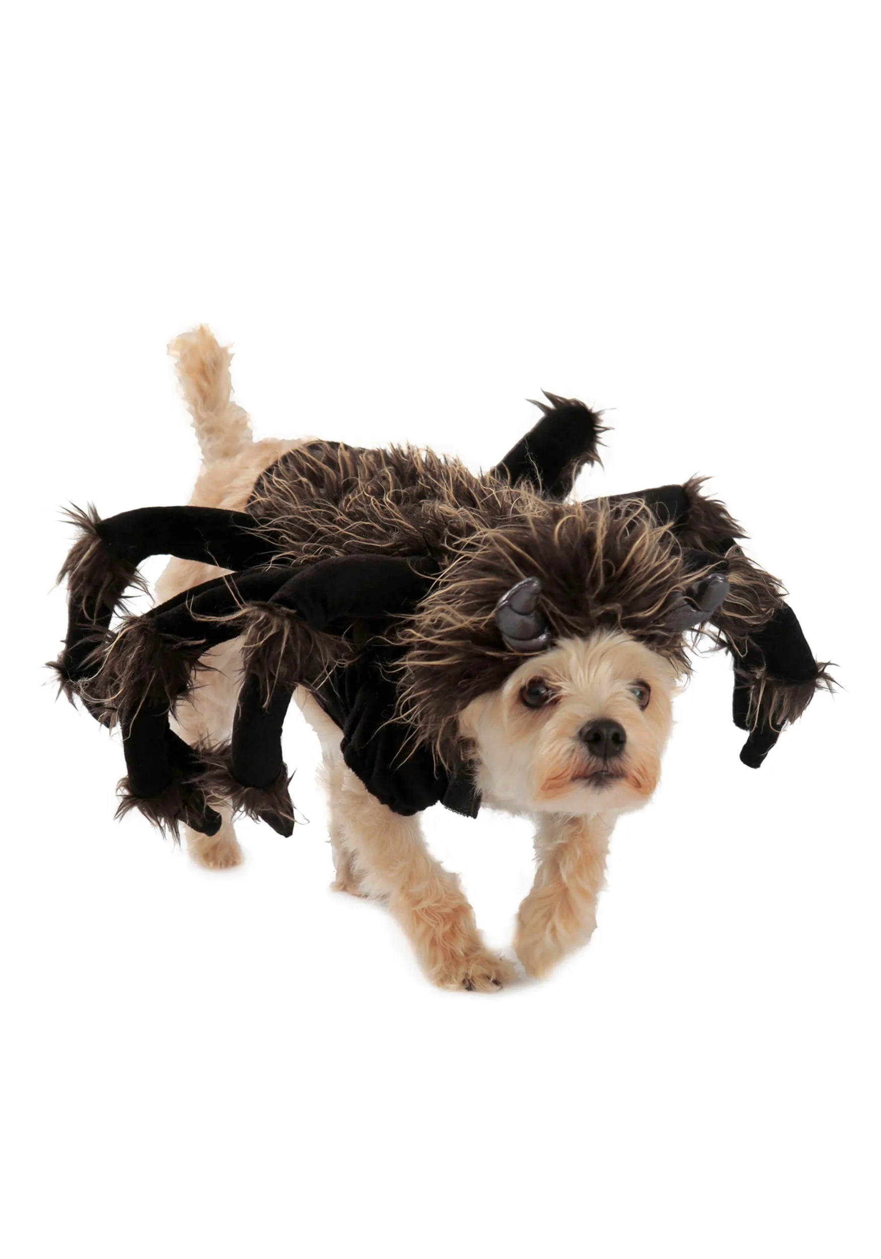 20239 dog tarantula costume viral