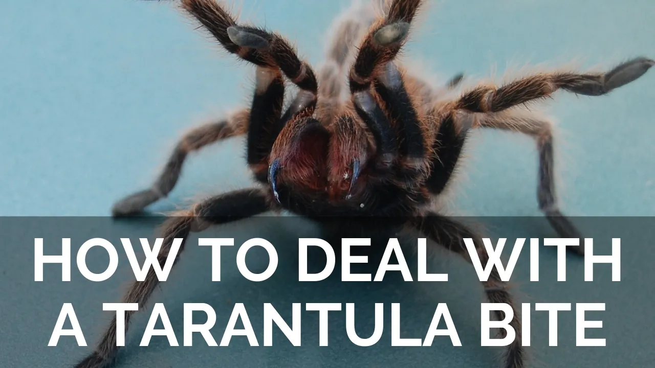 20240 tarantula handling