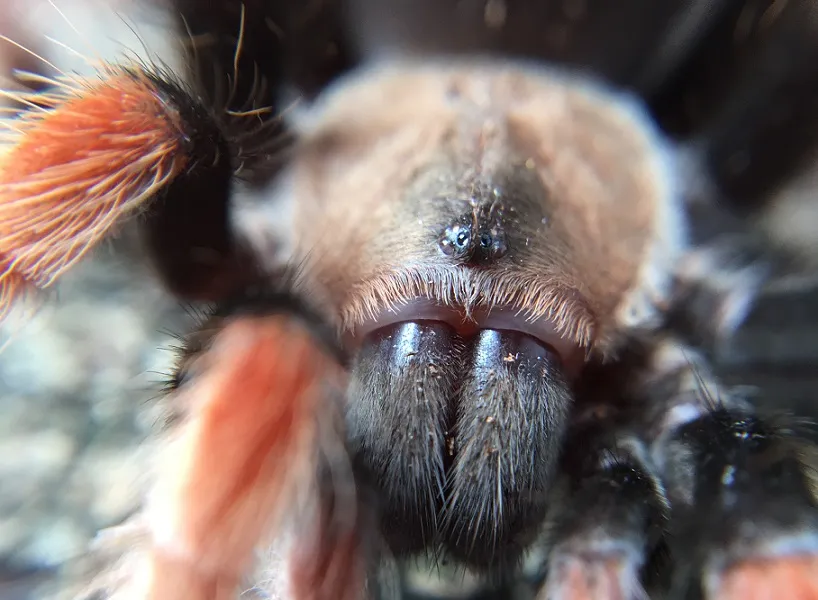 20240 tarantula venom