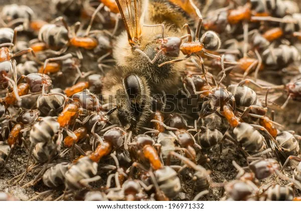 20241 army ants attacking tarantula