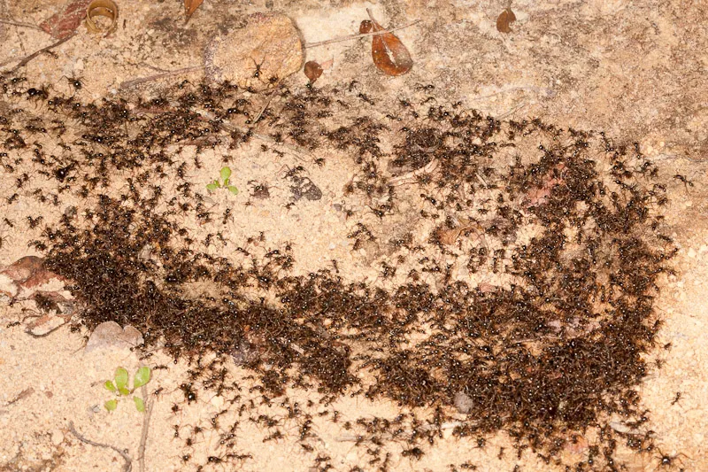 20241 army ants carrying prey