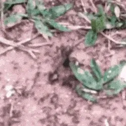 20241 army ants closeup