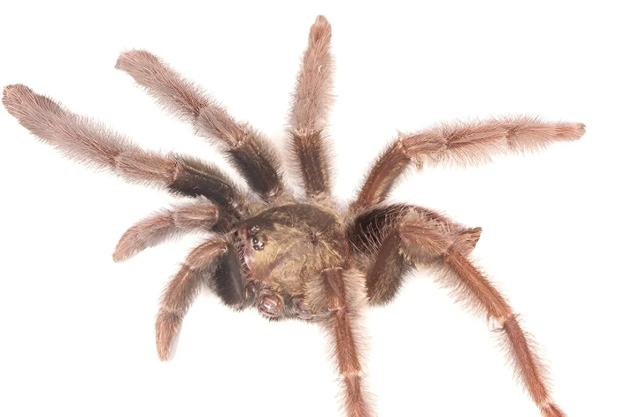 /img/20244-tarantula-molting.webp