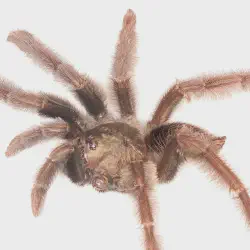 /img/20244-tarantula-molting.webp