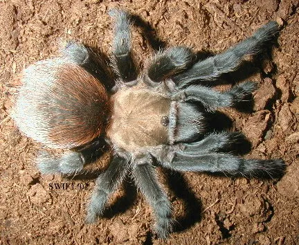 20244 texas brown tarantula