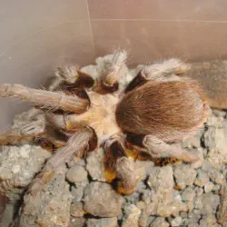 /img/20245-tarantula-identification.webp