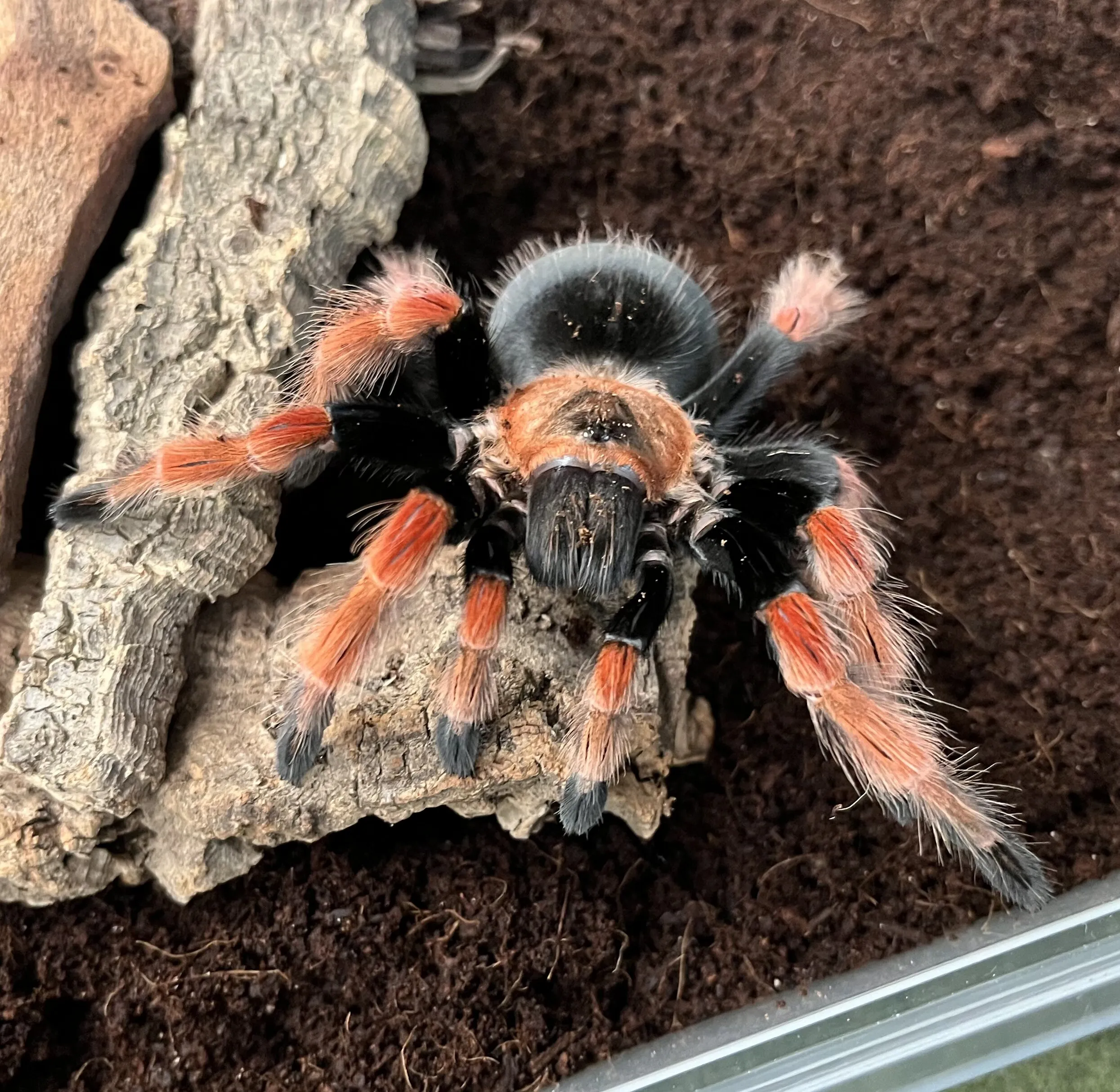 20246 brazilian blue dwarf tarantula uk 3