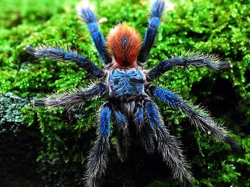 20246 brazilian blue dwarf tarantula uk 4