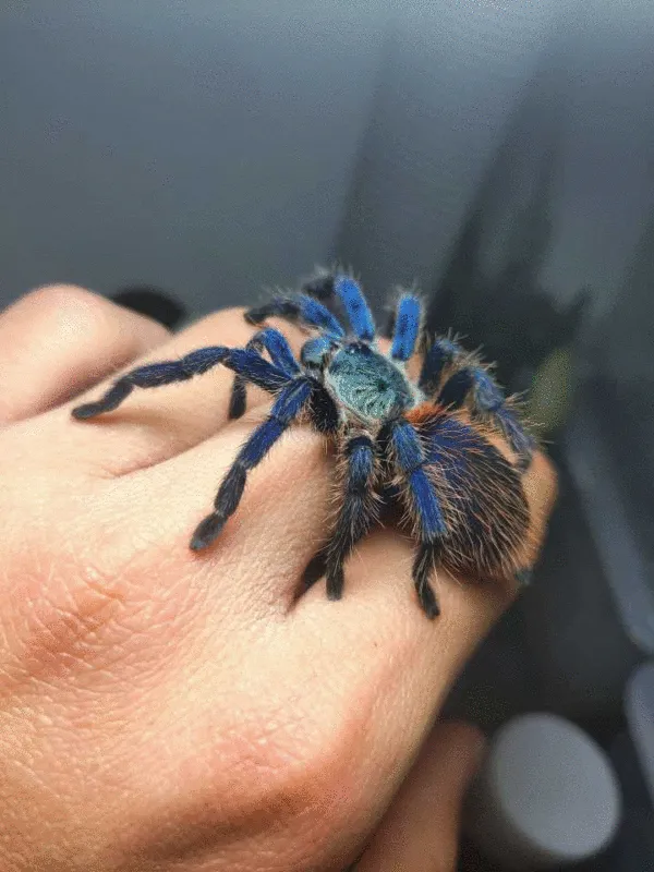 20246 brazilian blue dwarf tarantula uk 5