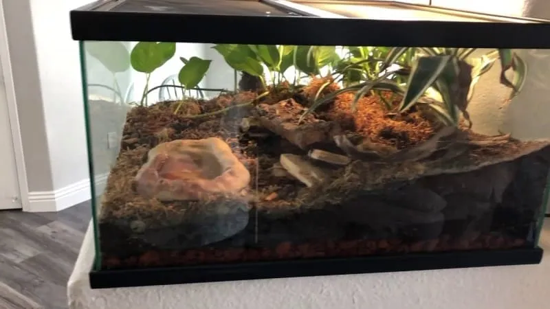 20249 tarantula enclosure size