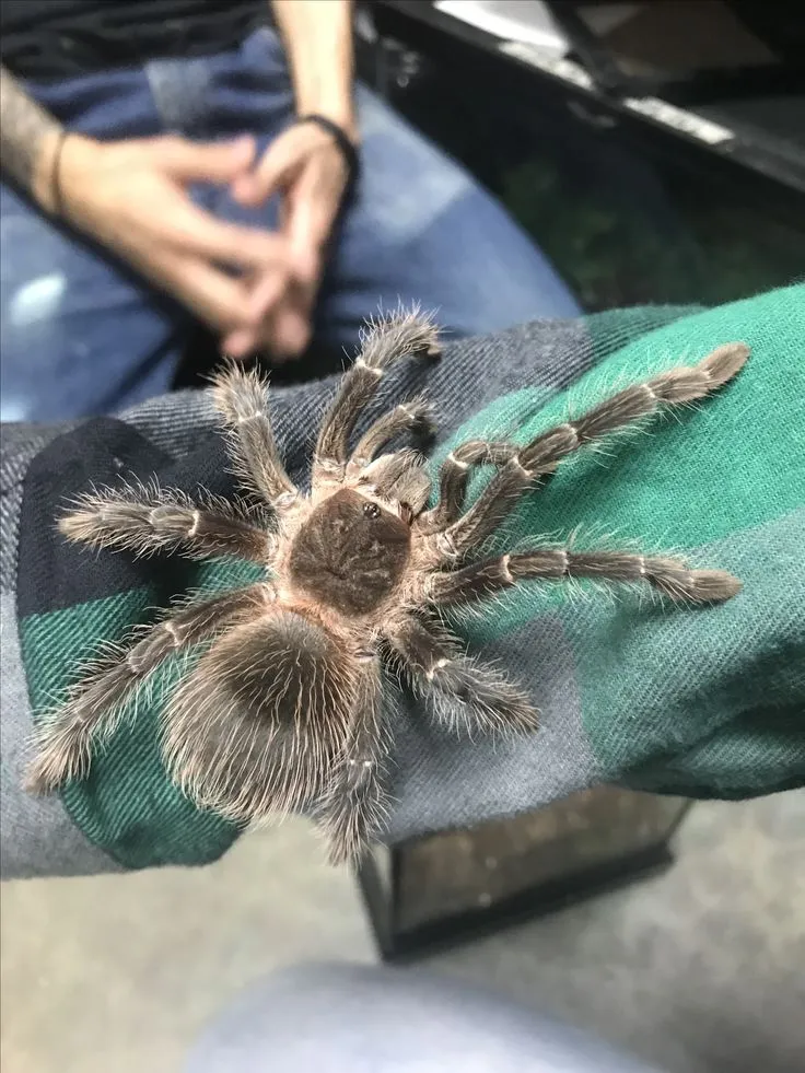 20250 harmful mold tarantula