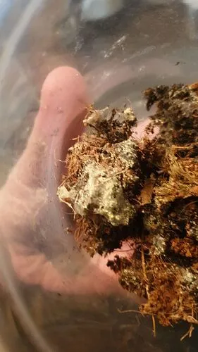 20250 humidity control tarantula