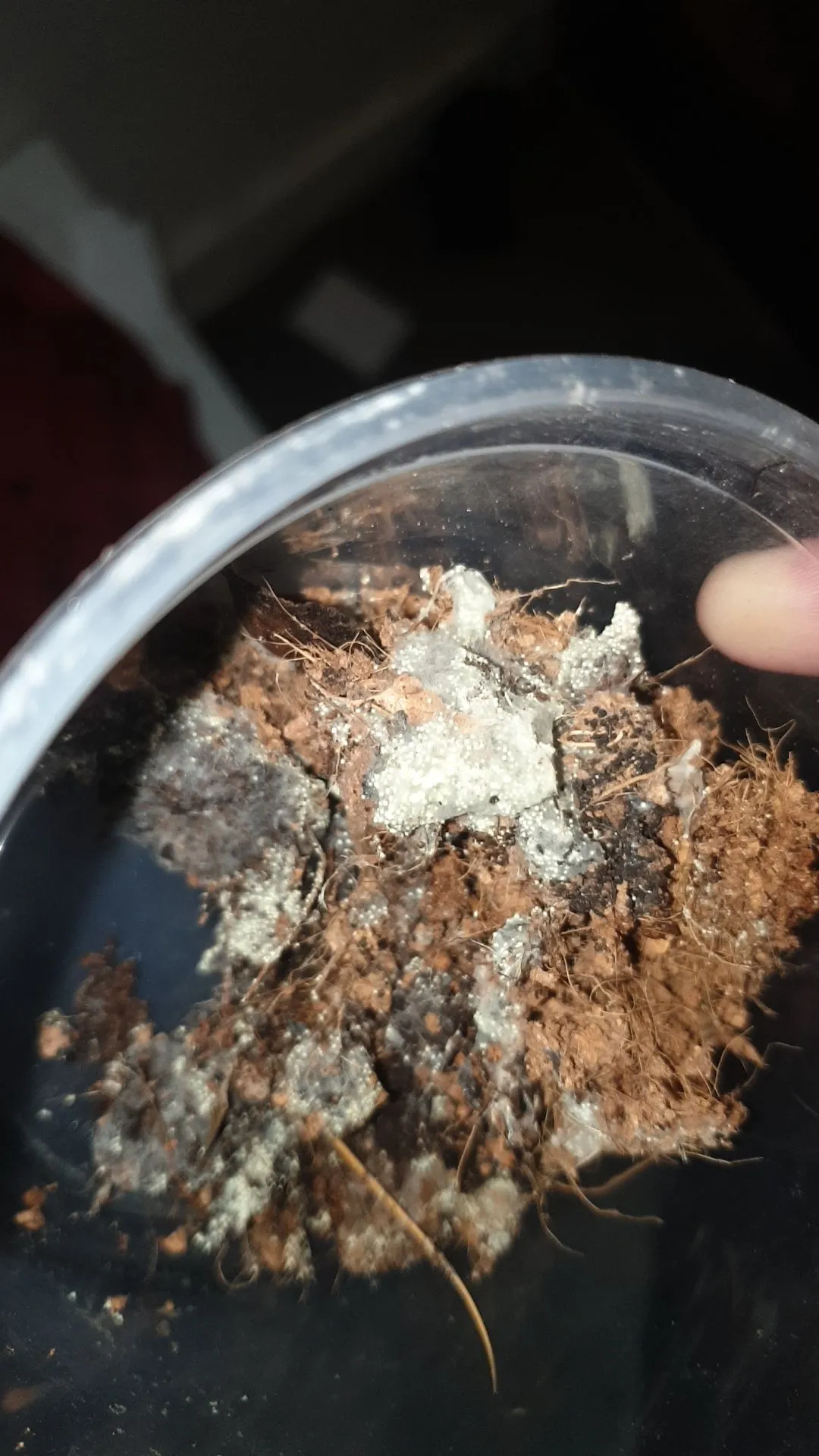 20250 moldy tarantula enclosure