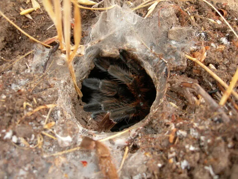 20251 tarantula camouflage