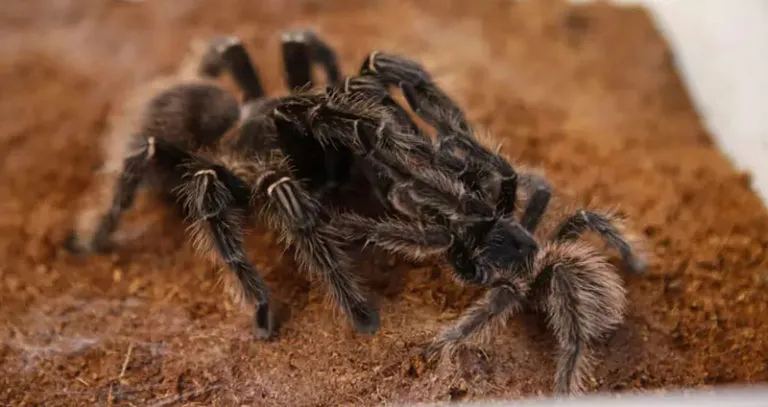 20251 tarantula feeding