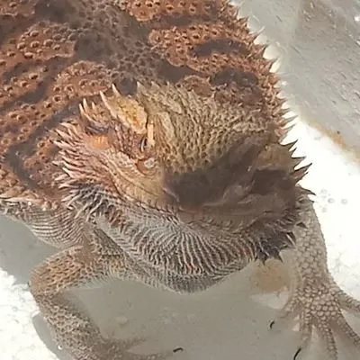 20256 exotic lair tarantula feeding