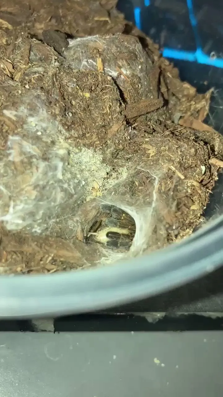 20256 exotic lair tarantula handling