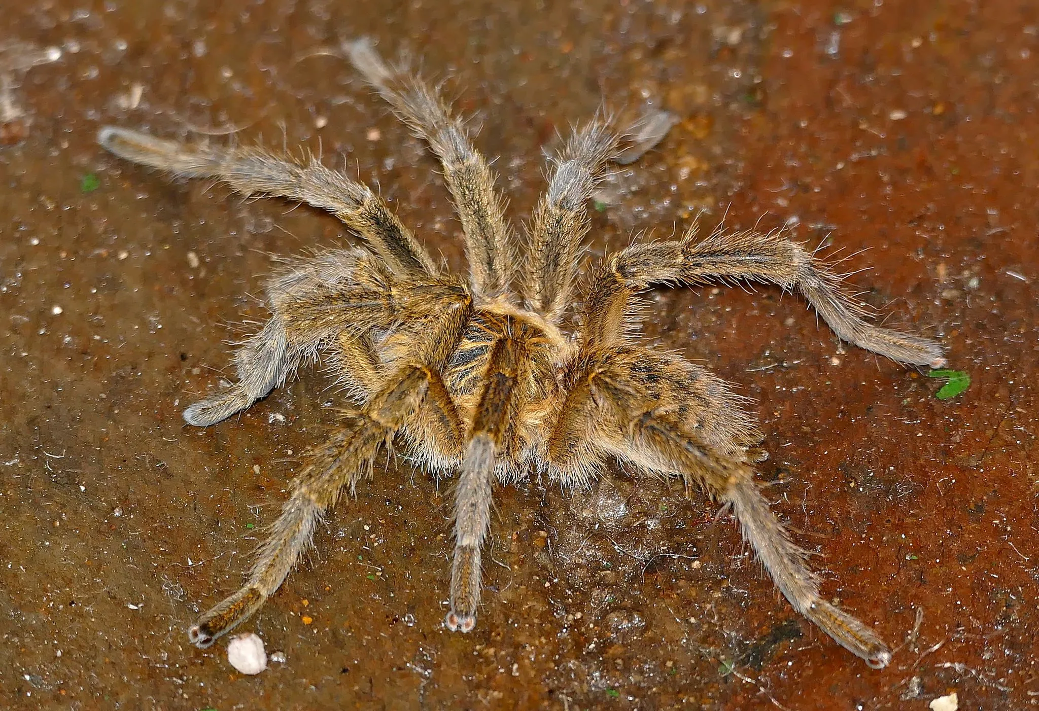 20257 tarantula spider lifespan