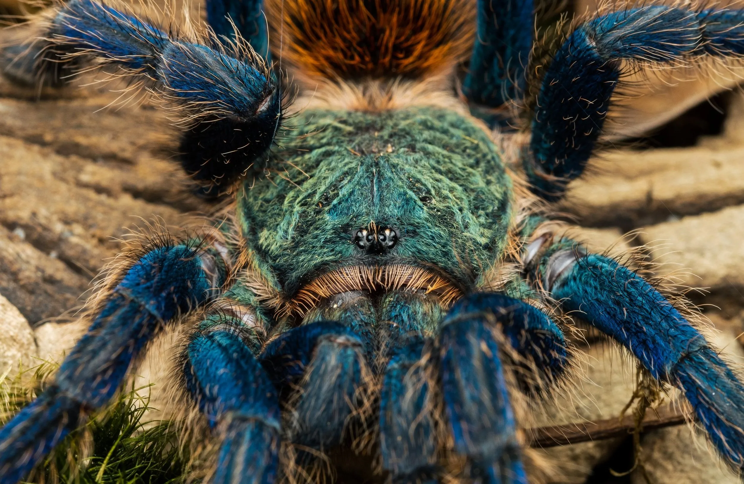/img/20257-tarantula-spider-moulting.webp