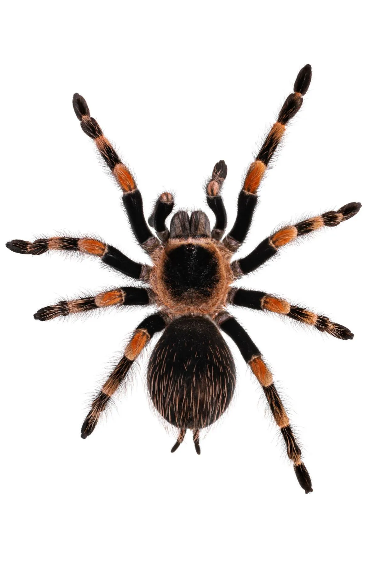 20258 mexican red knee tarantula substrate