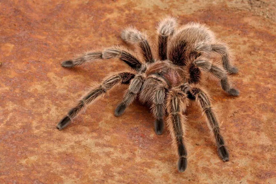 /img/20259-rose-hair-tarantula-breeding.webp