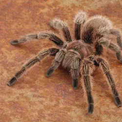 /img/20259-rose-hair-tarantula-breeding.webp